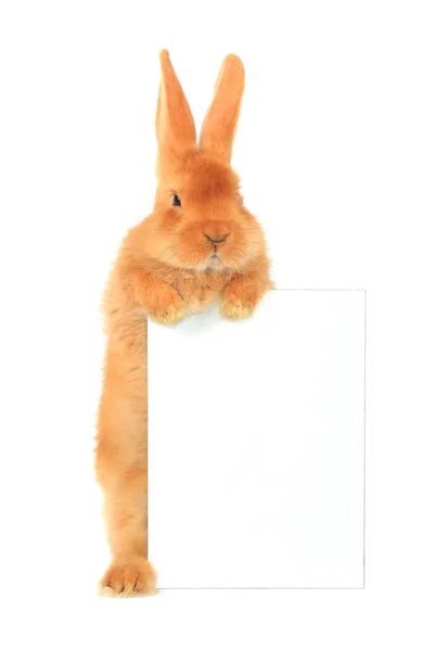 Coniglio con foglio per un testo — Foto Stock
