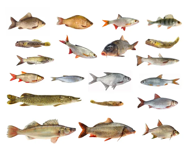 Especies de peces de río — Foto de Stock
