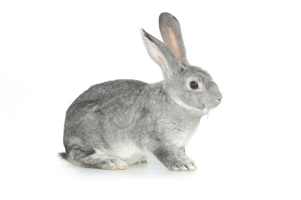 Gray rabbit — Stock Photo, Image