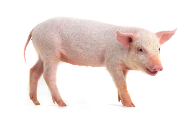 Little pig — Stock Photo, Image