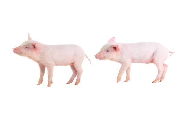 Zwei Schweine — Stockfoto