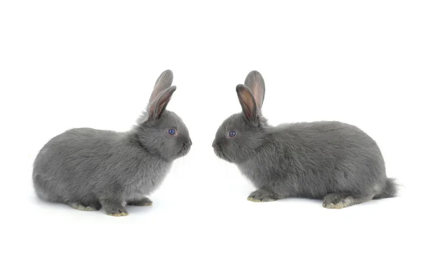 Two gray rabbits — Stock Photo, Image