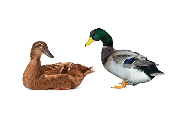 Zwei Enten — Stockfoto