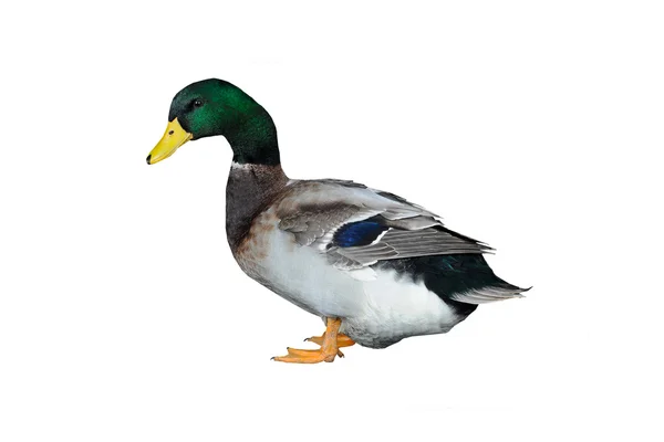 Canard — Photo