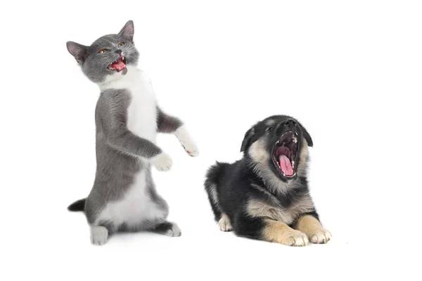 Cat and dog Royalty Free Stock Images