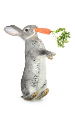 Gri tavşan havuç ile