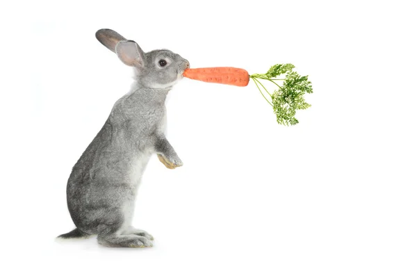 Grey rabbit with carrot — Stock Photo, Image