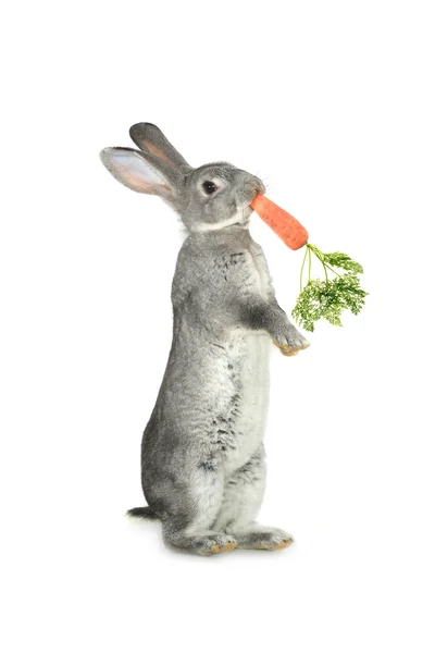 Grey rabbit with carrot — Stock Photo, Image