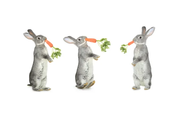 Three rabbits — Stock Photo, Image