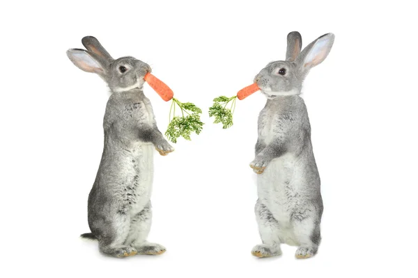 Dos conejos grises con zanahorias — Foto de Stock
