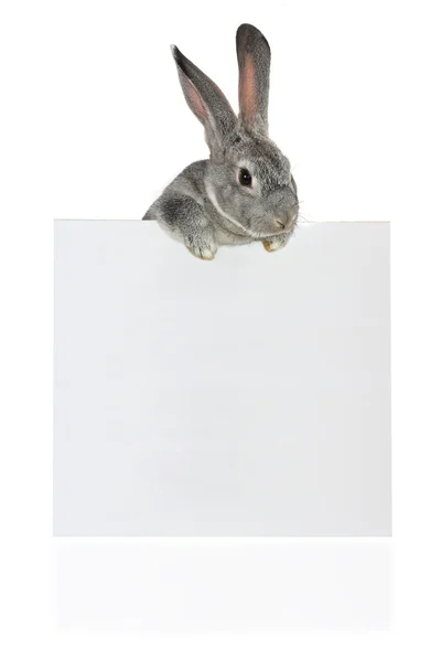 Conejo con hoja — Foto de Stock