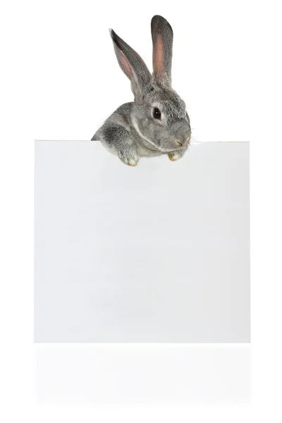 Lapin avec feuille — Photo