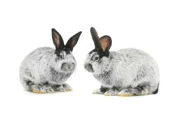 Twee grijze konijnen — Stockfoto