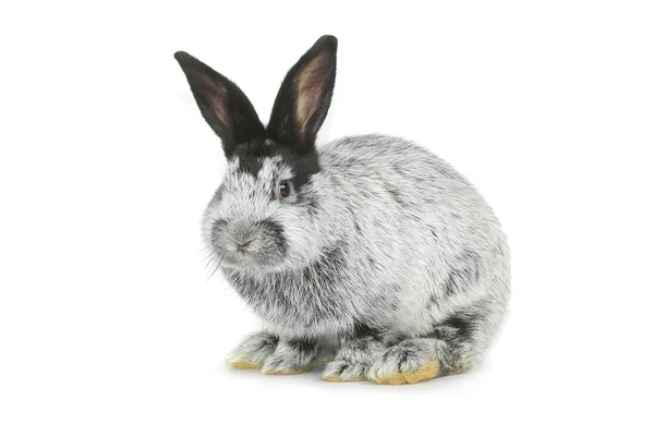 Šedý králík — Stock fotografie
