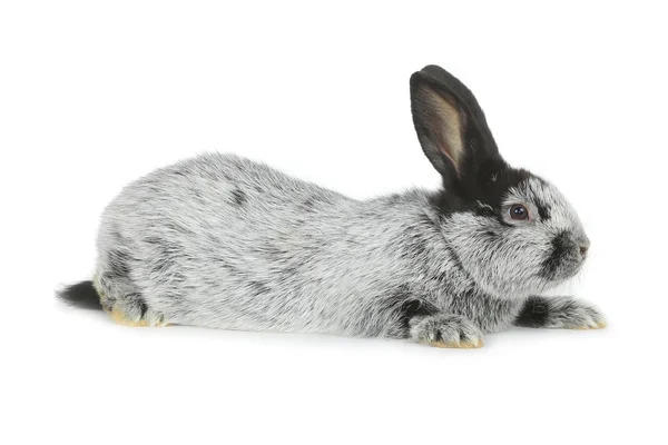 Gray rabbit — Stock Photo, Image