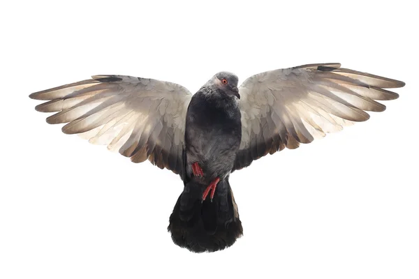 Létající holubice — Stock fotografie