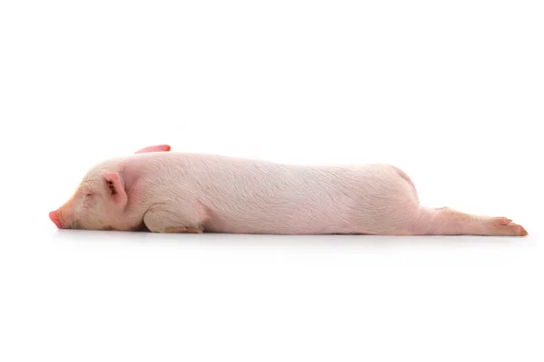 Little pig — Stock Photo, Image