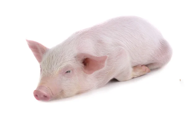Мало свиня — стокове фото