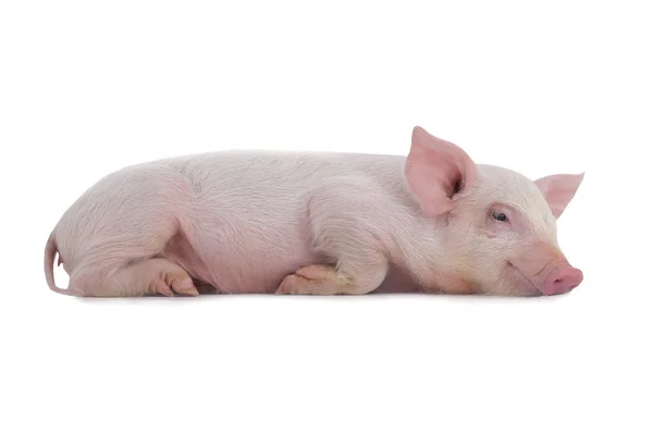 Little pig — Stock Photo, Image