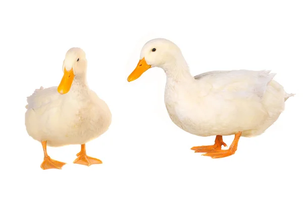 Dos patos. — Foto de Stock