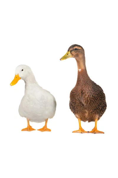 Dos patos. — Foto de Stock