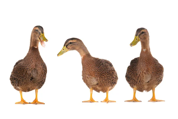 Ducks — Stock Photo, Image