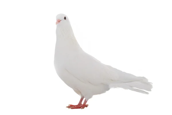 White  dove — Stock Photo, Image