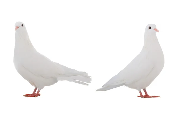 Two white  doves — Stock Photo, Image