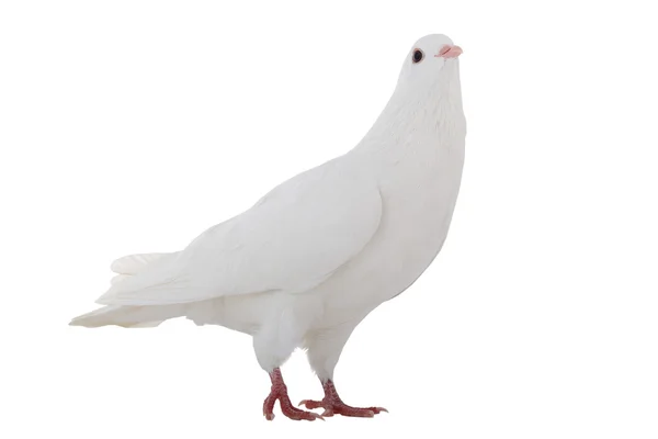 White  dove — Stock Photo, Image