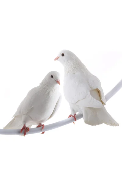 Dvě bílé holubice — Stock fotografie
