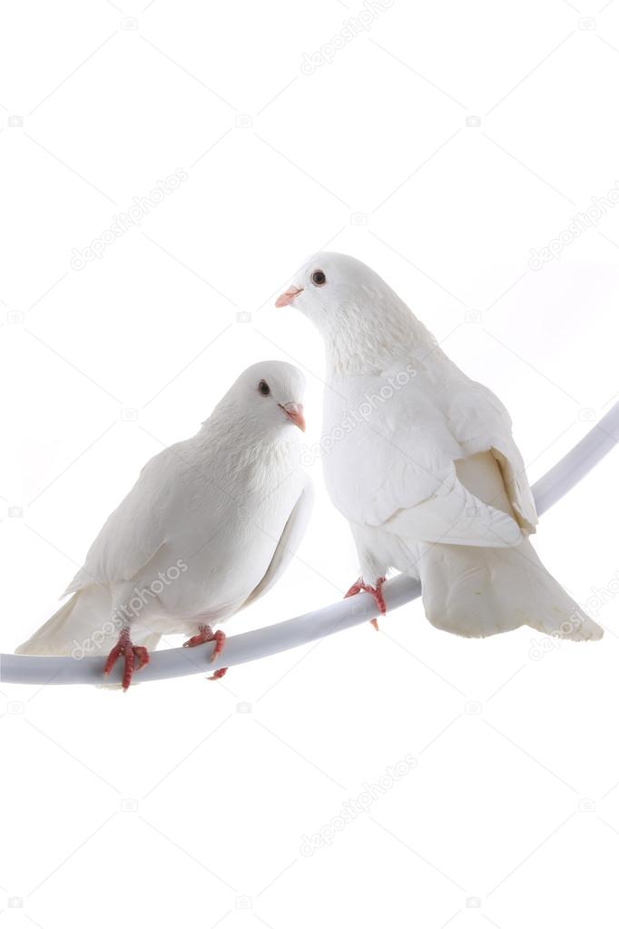 Two white  doves