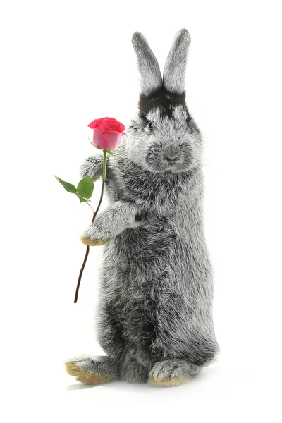 Lapin gris tient une rose — Photo