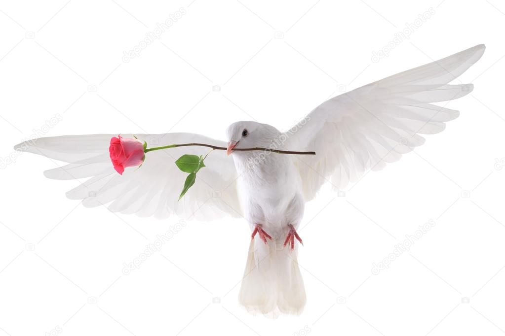 Flying dove  with a rose