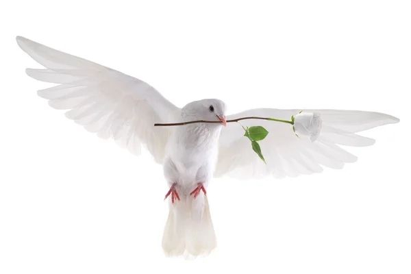 Flying dove  with a rose — Stock Photo, Image