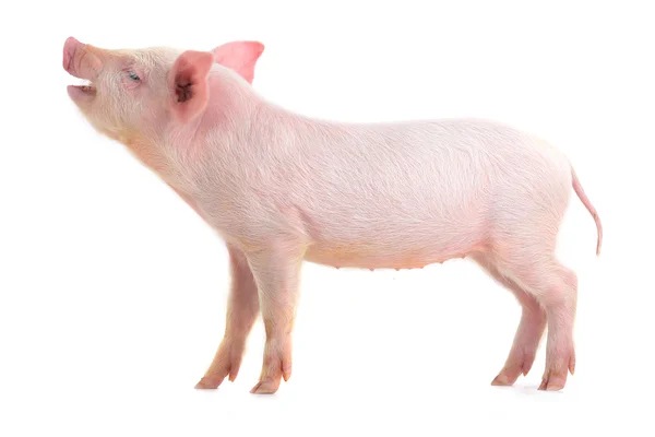 Little pig — Stock Photo, Image