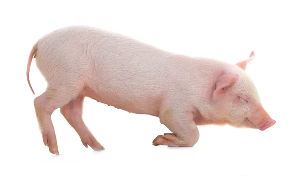 Schweine lügen — Stockfoto