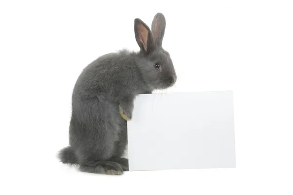 Coelho cinzento com cartaz — Fotografia de Stock