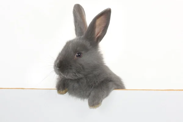 Conejo gris con póster —  Fotos de Stock