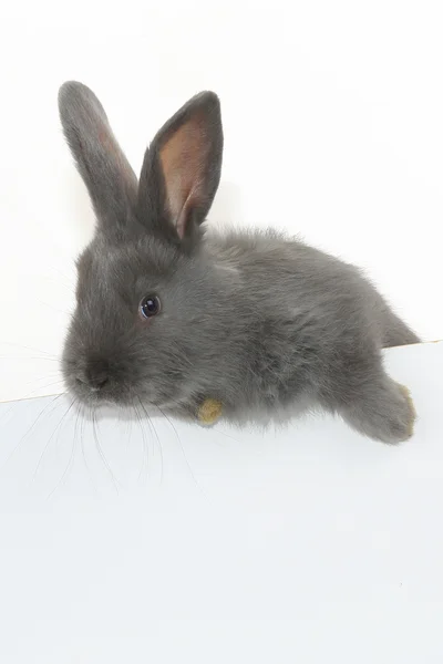 Серый кролик с плакатом — стоковое фото