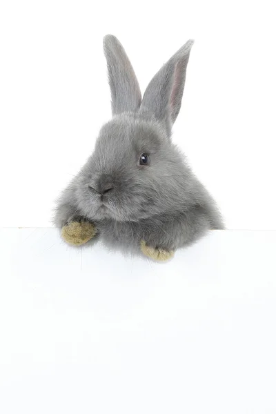 Conejo gris con póster — Foto de Stock