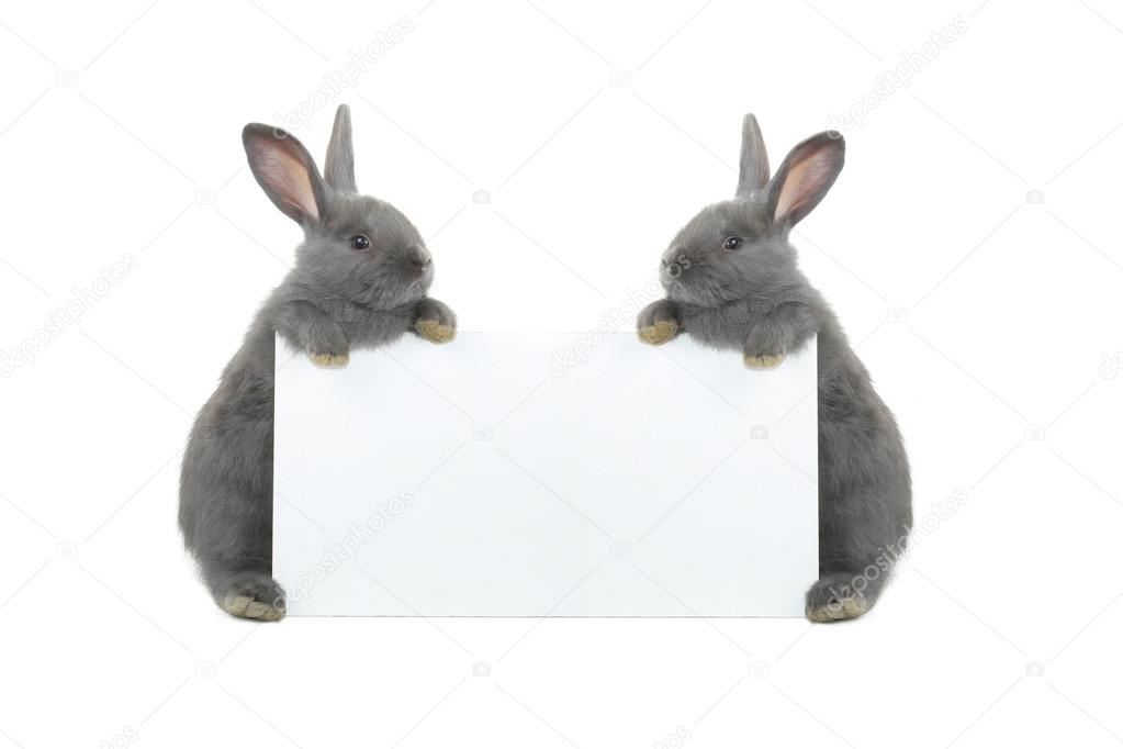 Two rabbits with sheet for a text writing