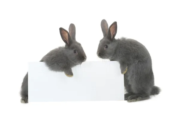 Zwei Kaninchen mit Laken für eine Textschrift — Stockfoto