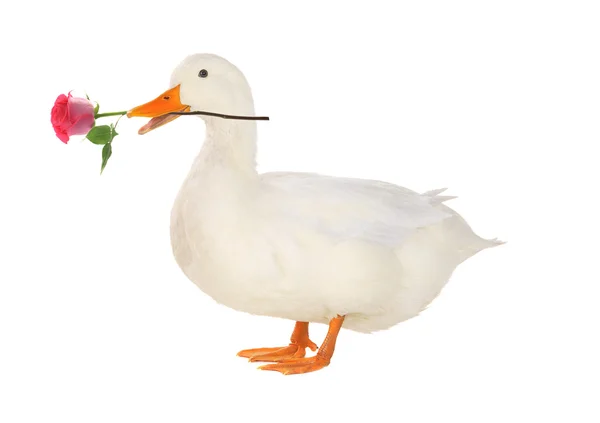Pato com uma rosa — Fotografia de Stock
