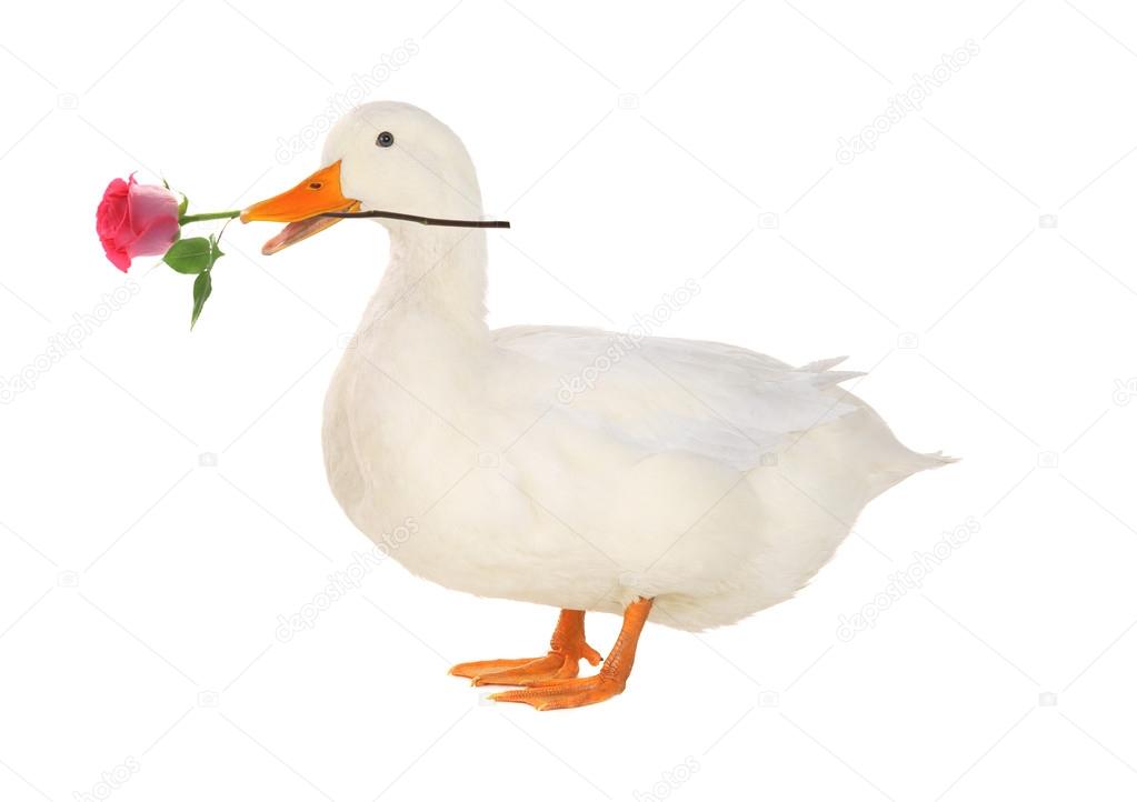 Download Duck With A Rose Stock Photo Image By C Bazil 62678505