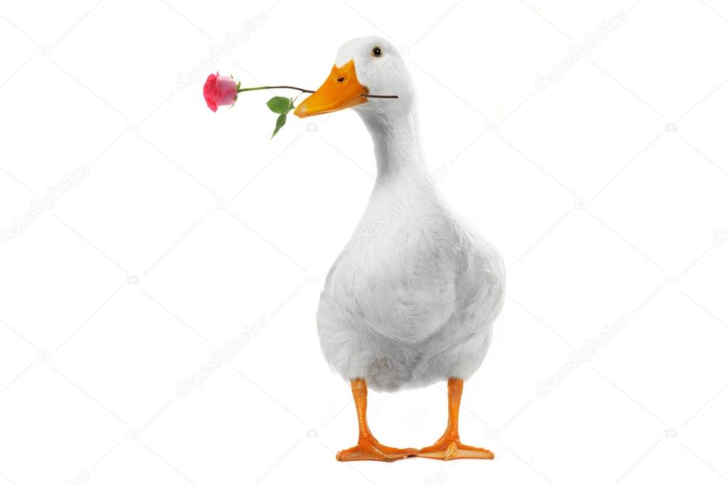 Download Duck With A Rose Stock Photo Image By C Bazil 62683095