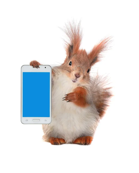 Squirrel  with  mobile phone — Stock Photo, Image