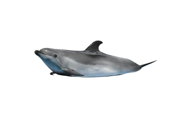 Ein isolierter Delfin — Stockfoto