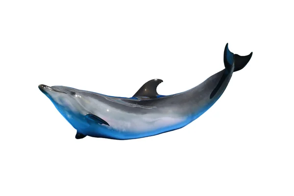 One isolated  dolphin — Stock Photo, Image