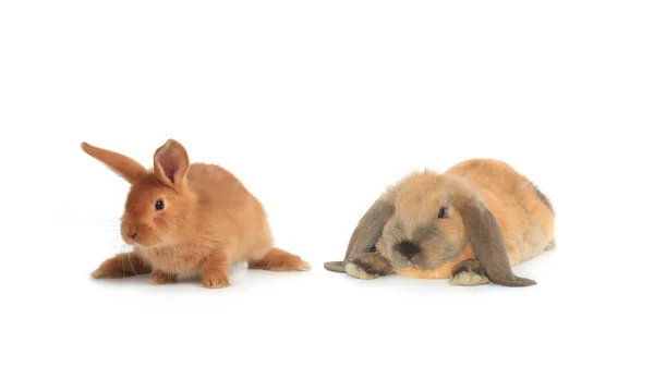 Two brown rabbits — Stock Photo, Image