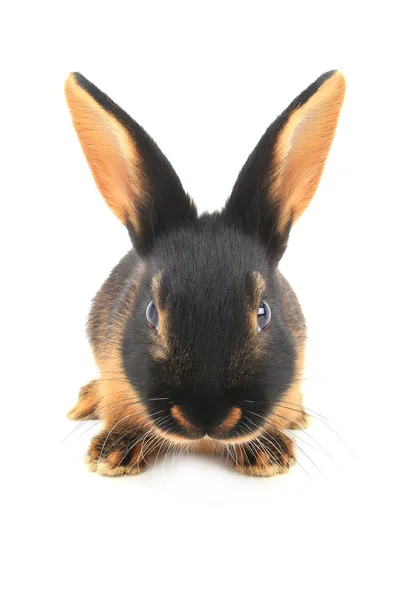 Şirin kahverengi tavşan — Stok fotoğraf